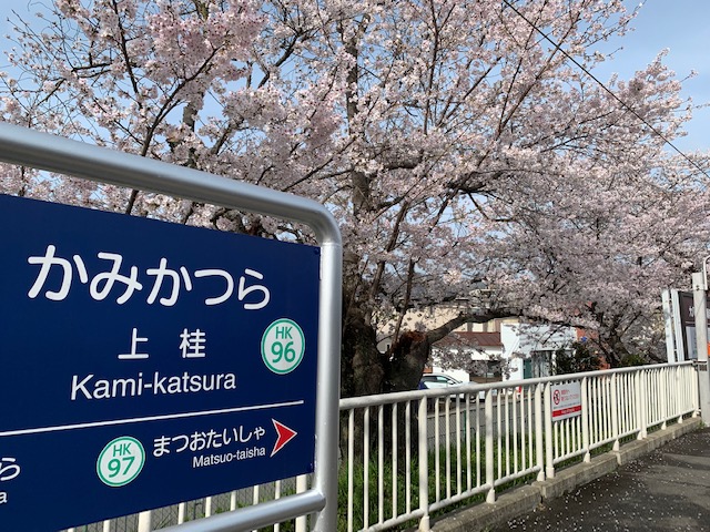 上桂沿線の桜、満開です！